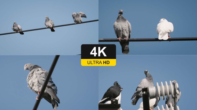 4K电线上的鸽子