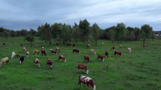 超清草原畜牧业放牛航拍视频