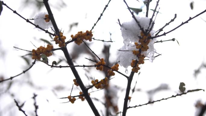 树枝上白雪特写