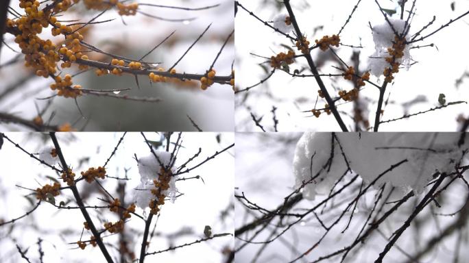 树枝上白雪特写