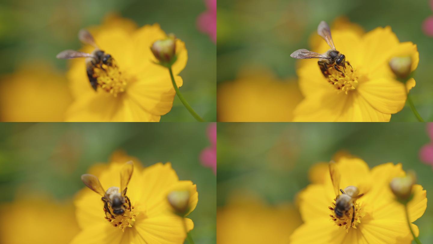 【波斯菊】格三花 蜜蜂采蜜