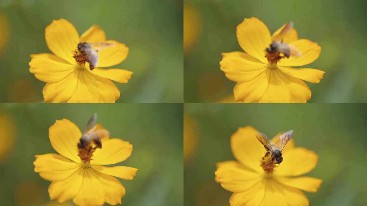 【波斯菊】 格三花 蜜蜂  采蜜