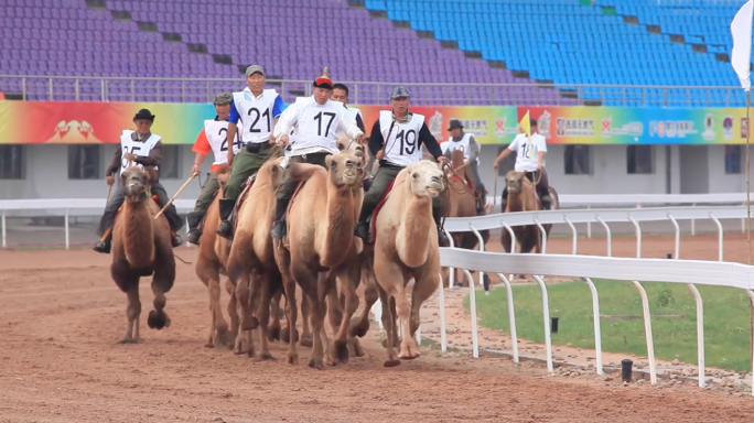 那达慕大会 赛骆驼 比赛 鄂尔多斯 竞技