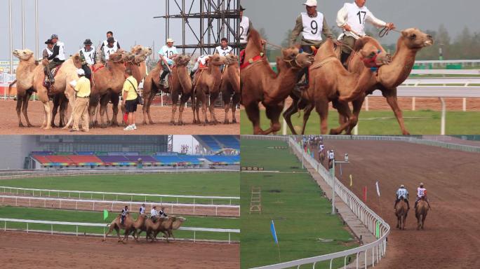 那达慕大会 赛骆驼 比赛 鄂尔多斯 竞技