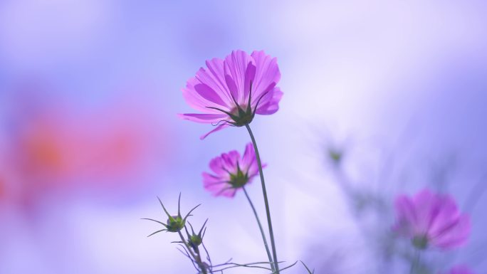 【波斯菊】 格三花 花朵 风中摇摆 开放