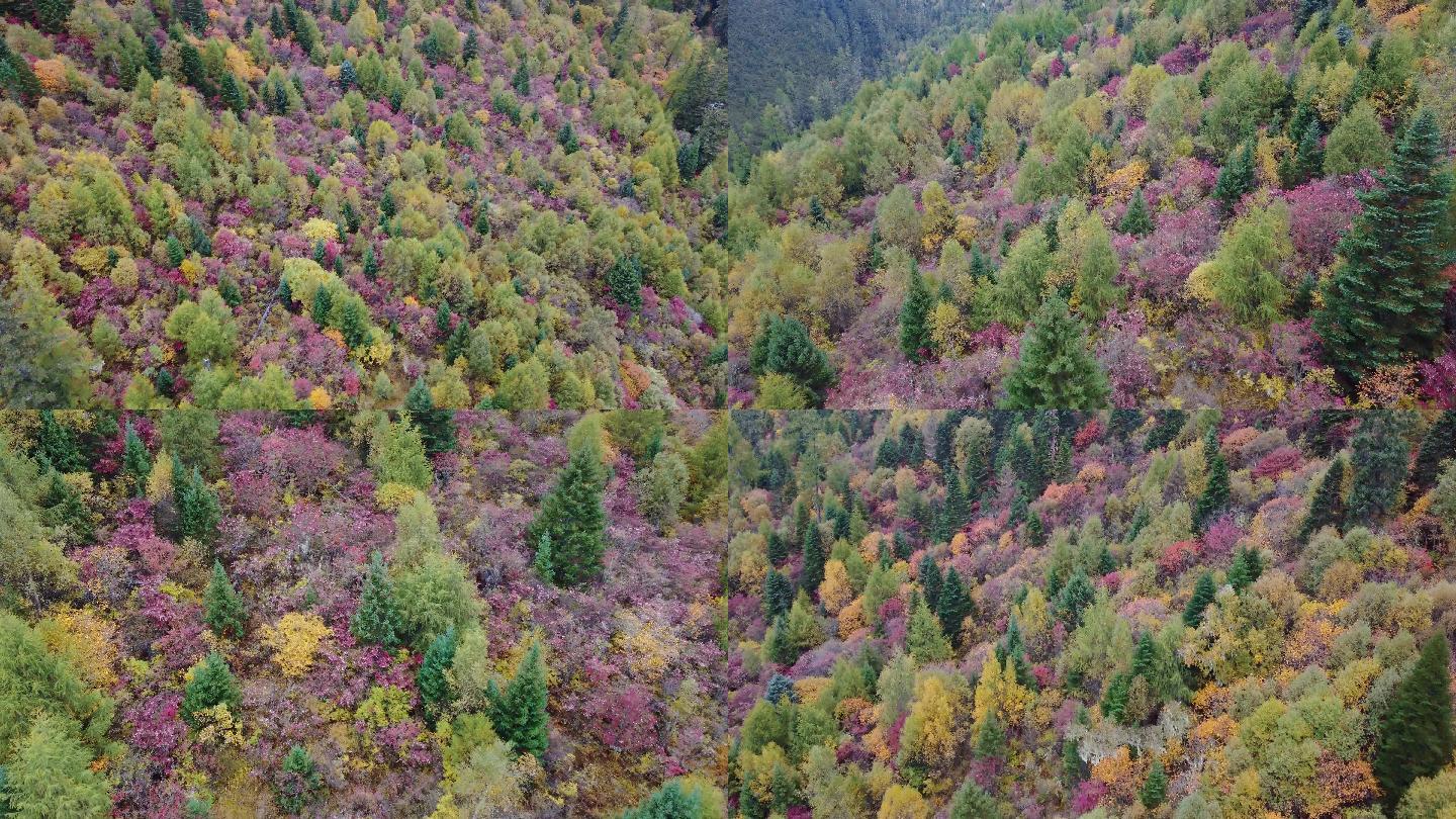 森林五颜六色树木野生植物花海漂亮树木