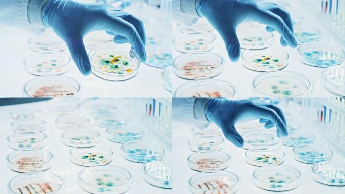 科学家用培养皿处理各种细菌、组织和血液