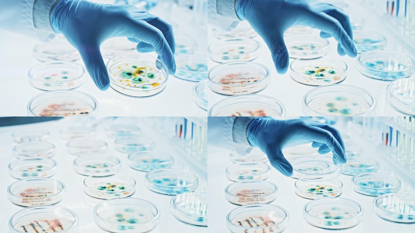 科学家用培养皿处理各种细菌、组织和血液