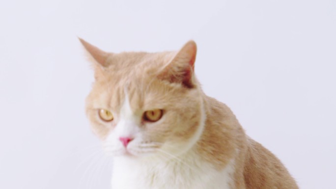 4K 高速摄影宠物 猫 英短奶白猫 萌宠
