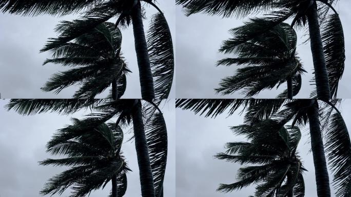 狂风中的椰树