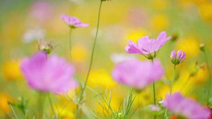 【波斯菊】 格三花 花朵 风中摇摆 开放