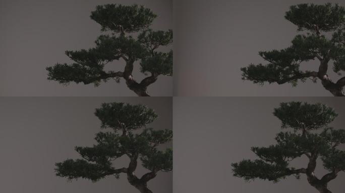 中式古典盆景松树