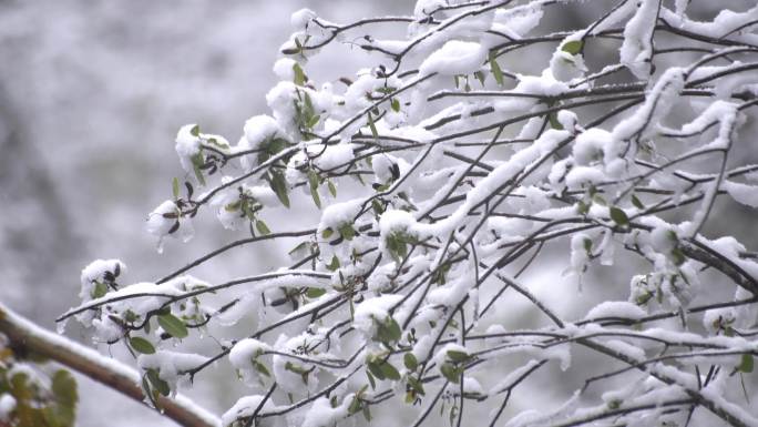 白雪裹住树枝绿芽