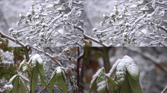 白雪裹住树枝绿芽