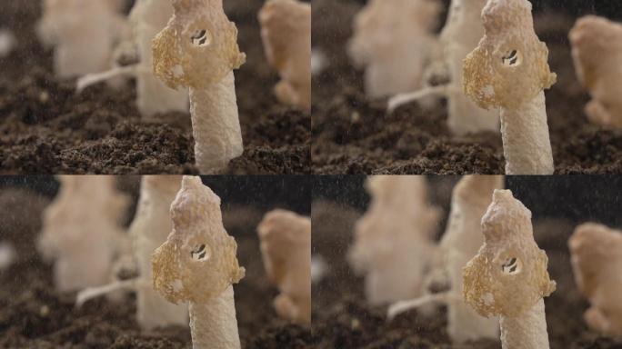 新鲜竹荪 菌菇 药材 补品 4k实拍