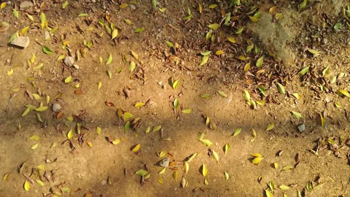 树叶掉落地面落叶