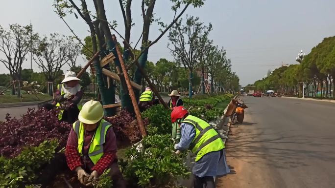 道路两旁绿化植物工人种植浇水