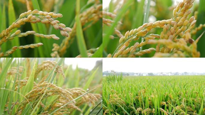 唯美水稻稻穗