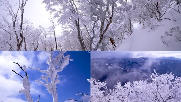 雪淞雾凇森林冰雪冰雪森林冬季森林实拍雪景