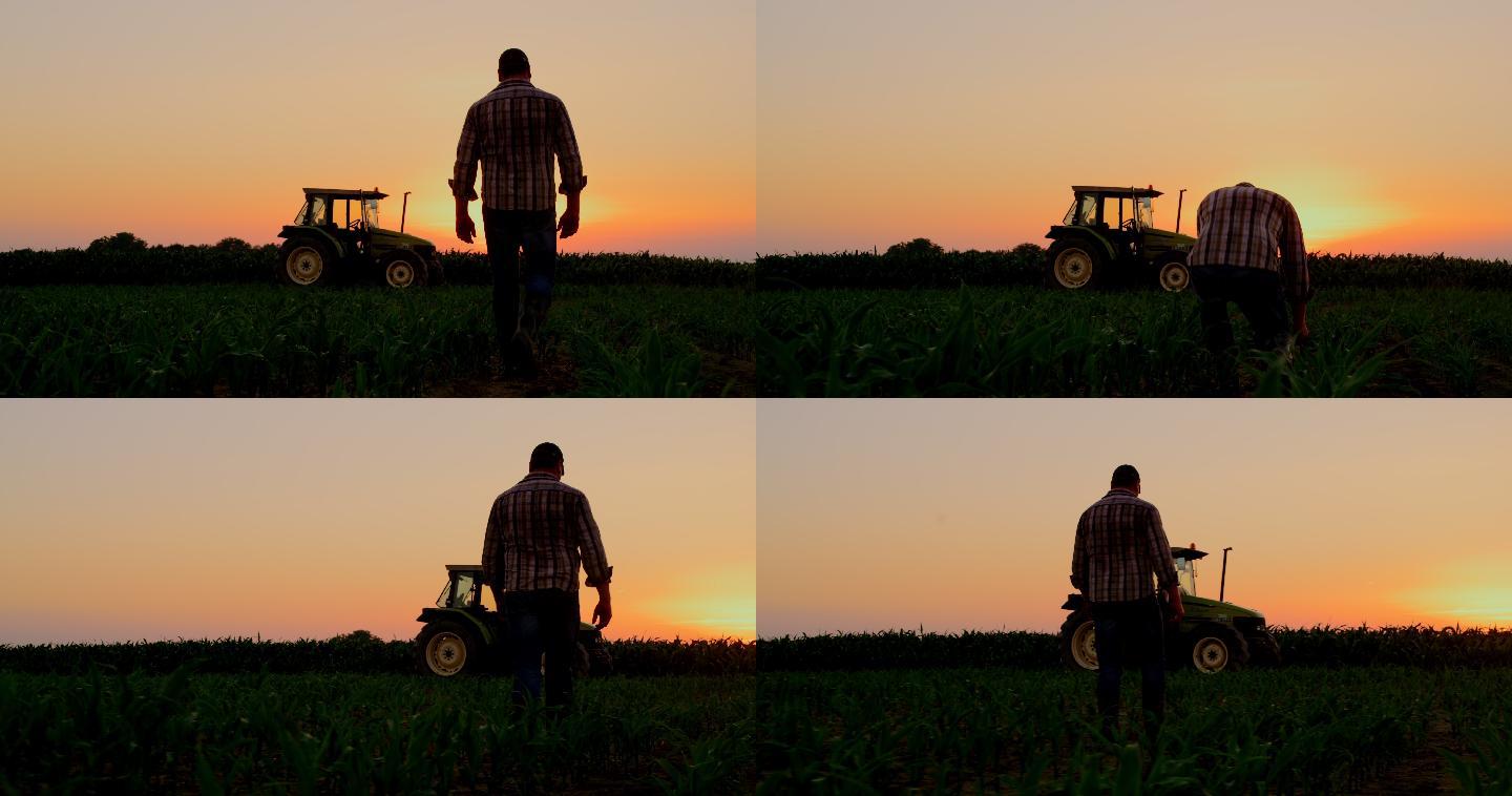 日落时农民在田野上观察植物的剪影