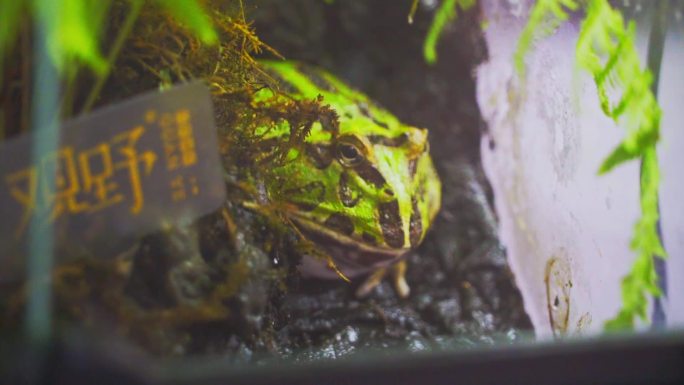 【原创】蜥蜴青蛙爬虫昆虫动物博物馆