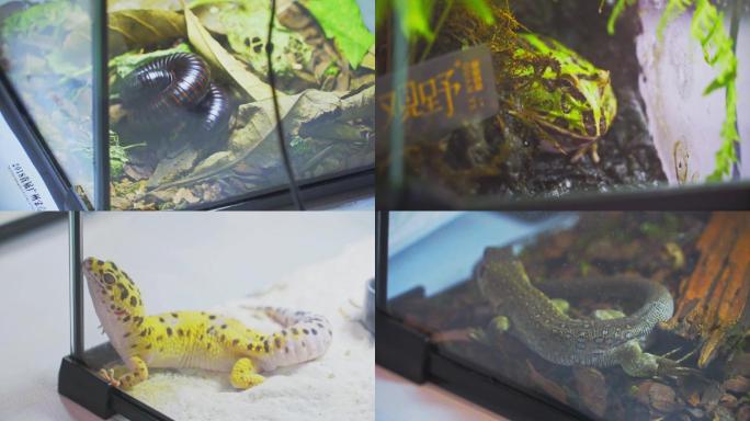 【原创】蜥蜴青蛙爬虫昆虫动物博物馆