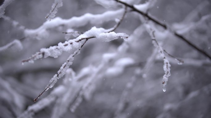 树枝积雪特写