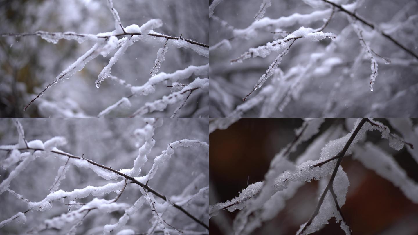 树枝积雪特写