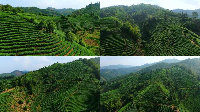 乡村振兴高山茶园茶叶