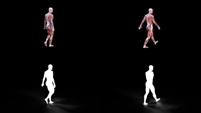 人体肌肉贴图行走动画