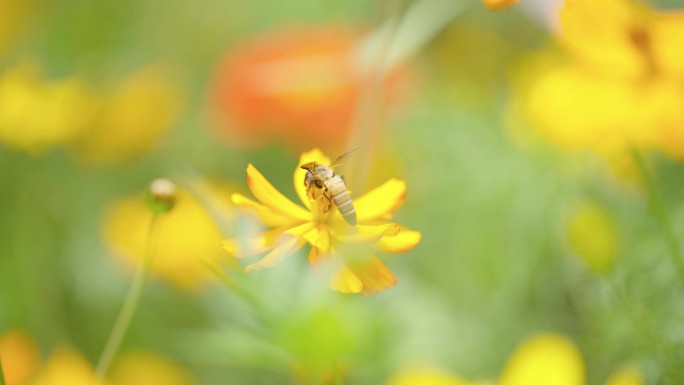 【波斯菊】 格三花 蜜蜂 采蜜