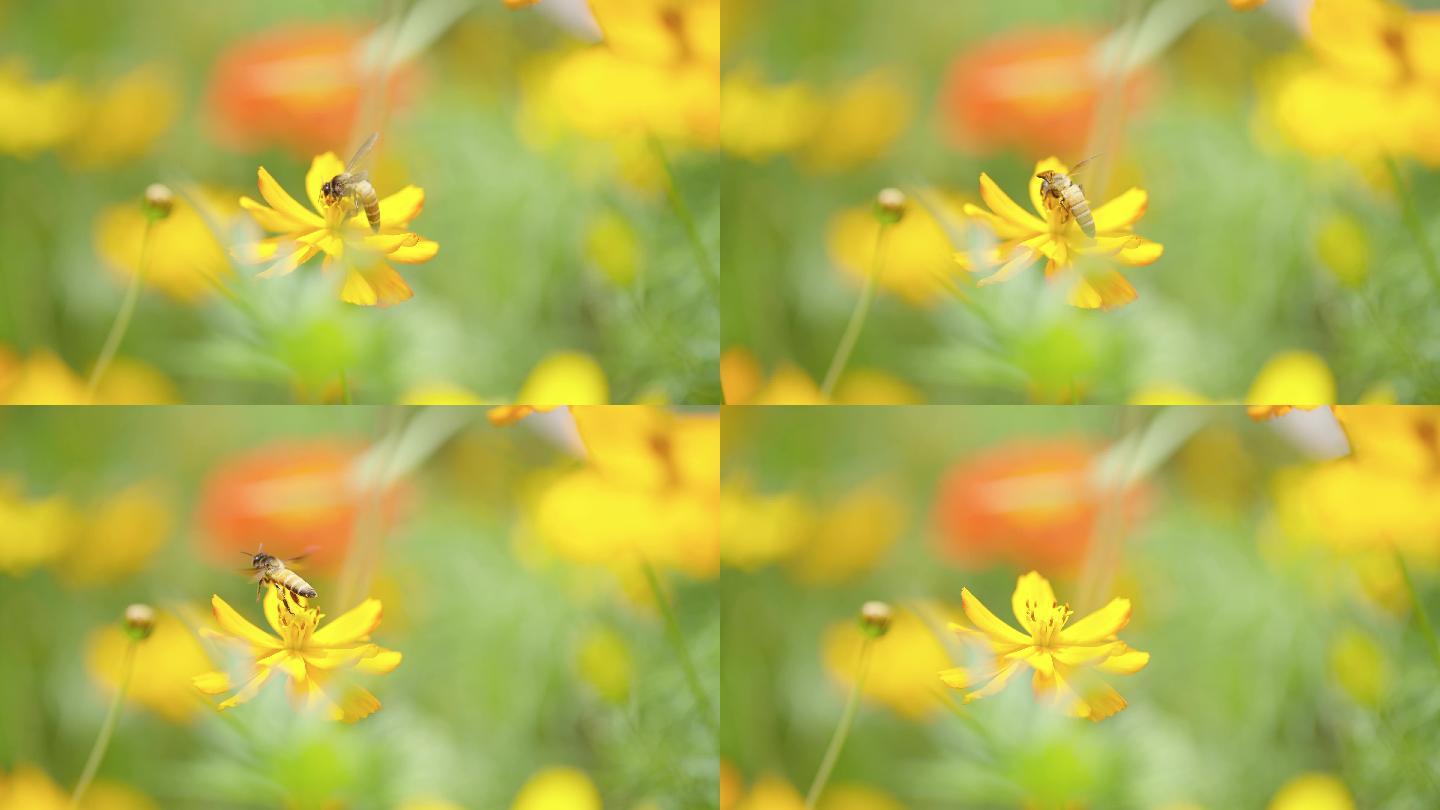 【波斯菊】 格三花 蜜蜂 采蜜