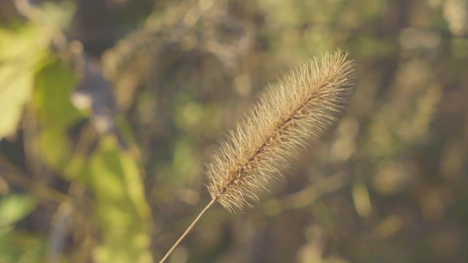 狗尾巴草