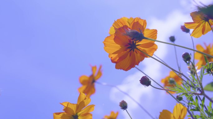 【波斯菊】 格三花 花朵 风中摇摆 开放