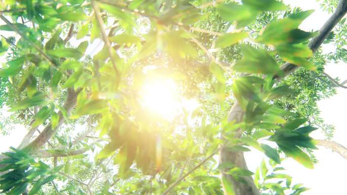 夏日午后阳光树叶绿叶光晕4k