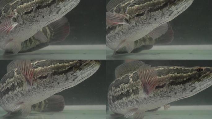 黑鱼 鲈鱼 鲤鱼 海鲜 烤鱼 实拍