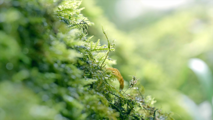 清新树叶植物自然溪流水滴