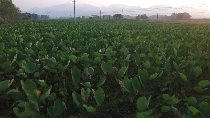 槟榔芋香芋农业产业