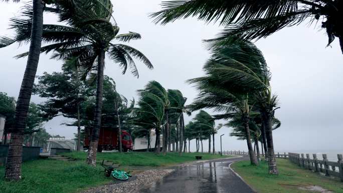 台风天海岸椰树