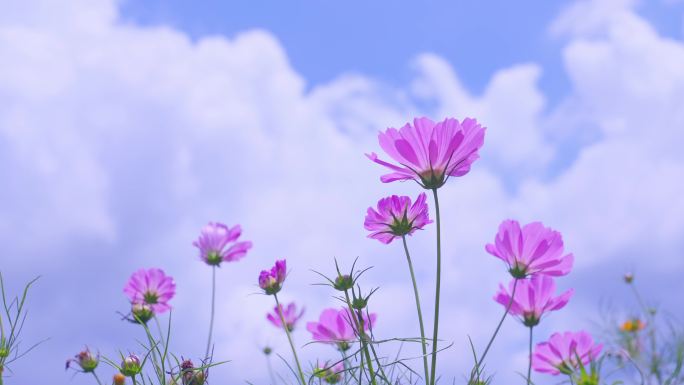 【波斯菊】 格三花 花朵 风中摇摆 开放