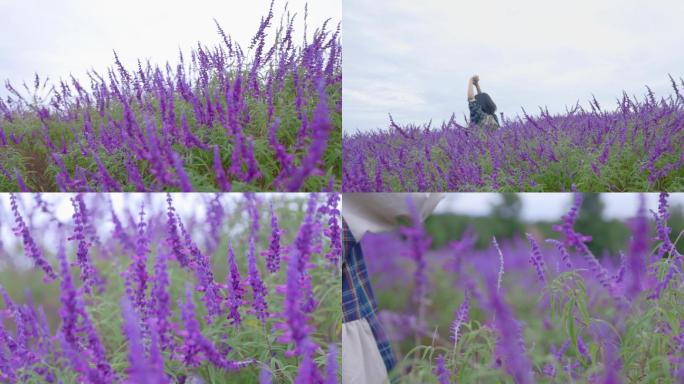 唯美薰衣草花海