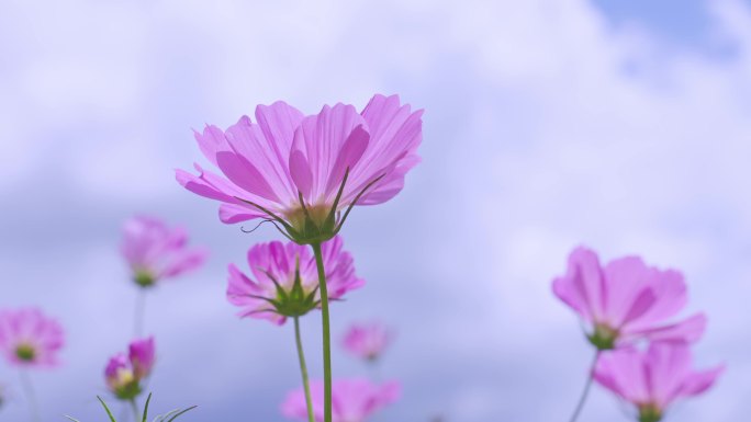 【波斯菊】 格三花 花朵 风中摇摆 开放