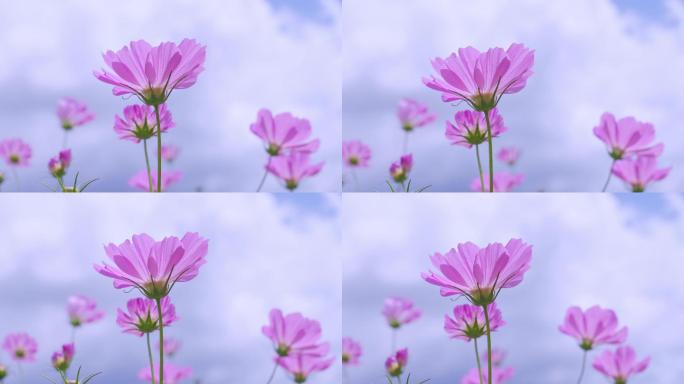 【波斯菊】 格三花 花朵 风中摇摆 开放