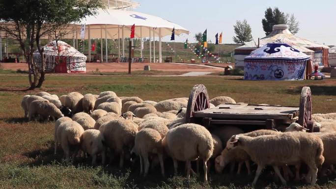 内蒙古 牧民生活 牛 羊 马 鄂尔多斯