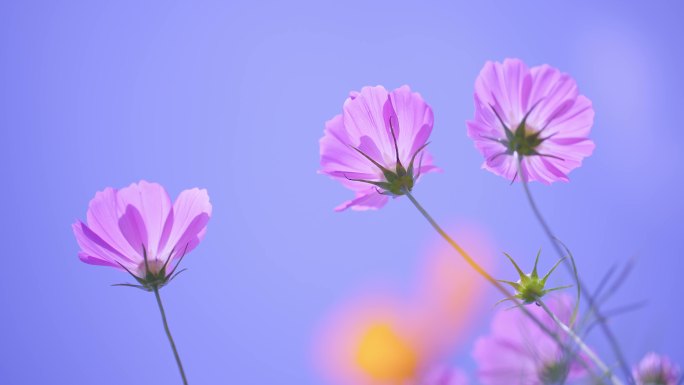 【波斯菊】 格三花 花朵 风中摇摆 开放