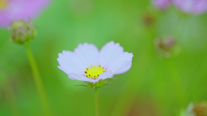 【波斯菊】 格三花 花朵 风中摇摆 开放