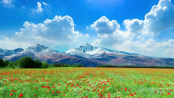 唯美雪山花海