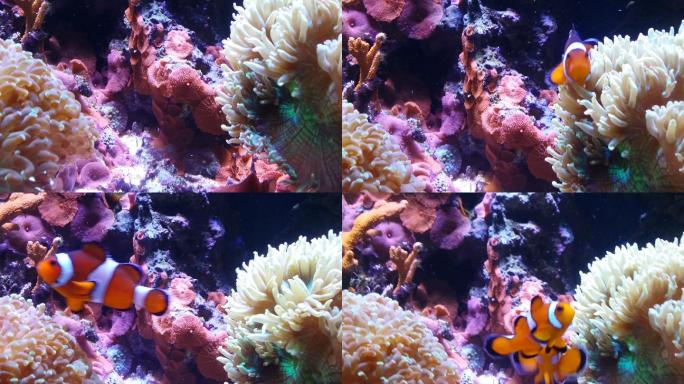 尼莫小丑鱼自然珊瑚礁珊瑚-海葵