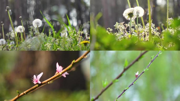 优美大自然，花朵，蒲公英，小清新