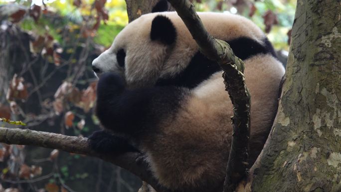 成都 大熊猫 挠痒 爬树 玩耍
